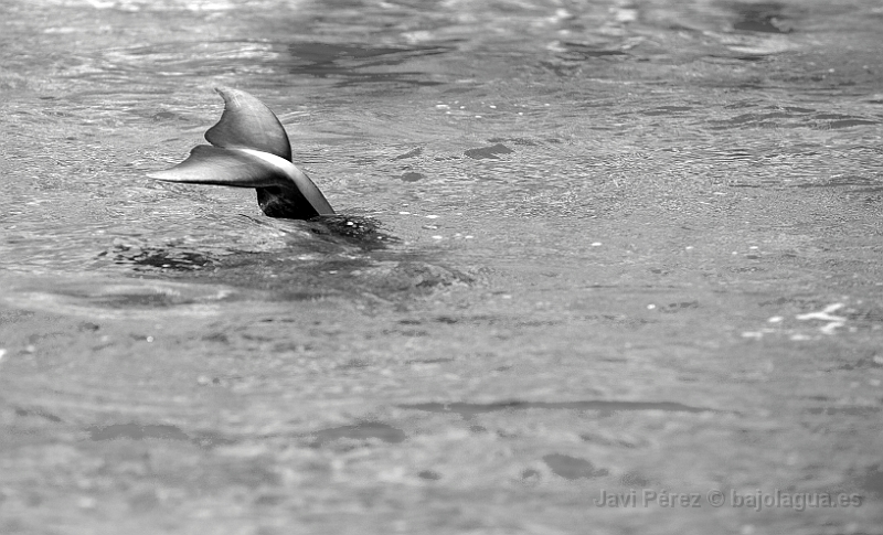 Aleta caudal de delfín mular