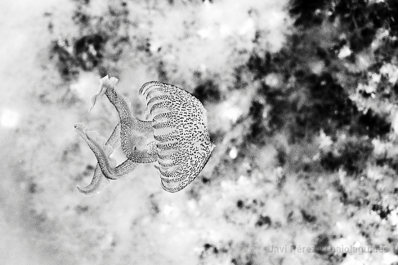 Medusa, Thailandia
