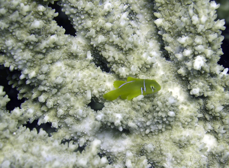 Coral limón, Bahamas